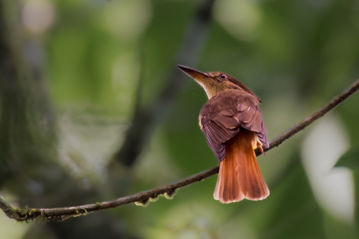 Tropical Royal Flycatcher - ML628998097