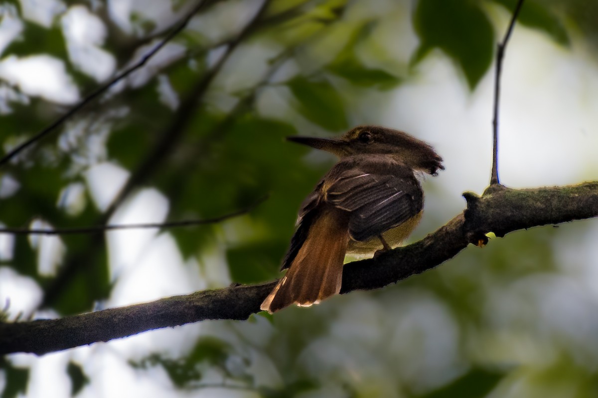 Tropical Royal Flycatcher - ML628998098