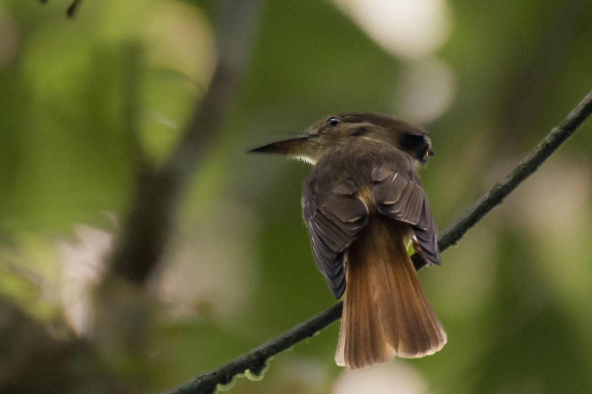 Tropical Royal Flycatcher - ML628998099