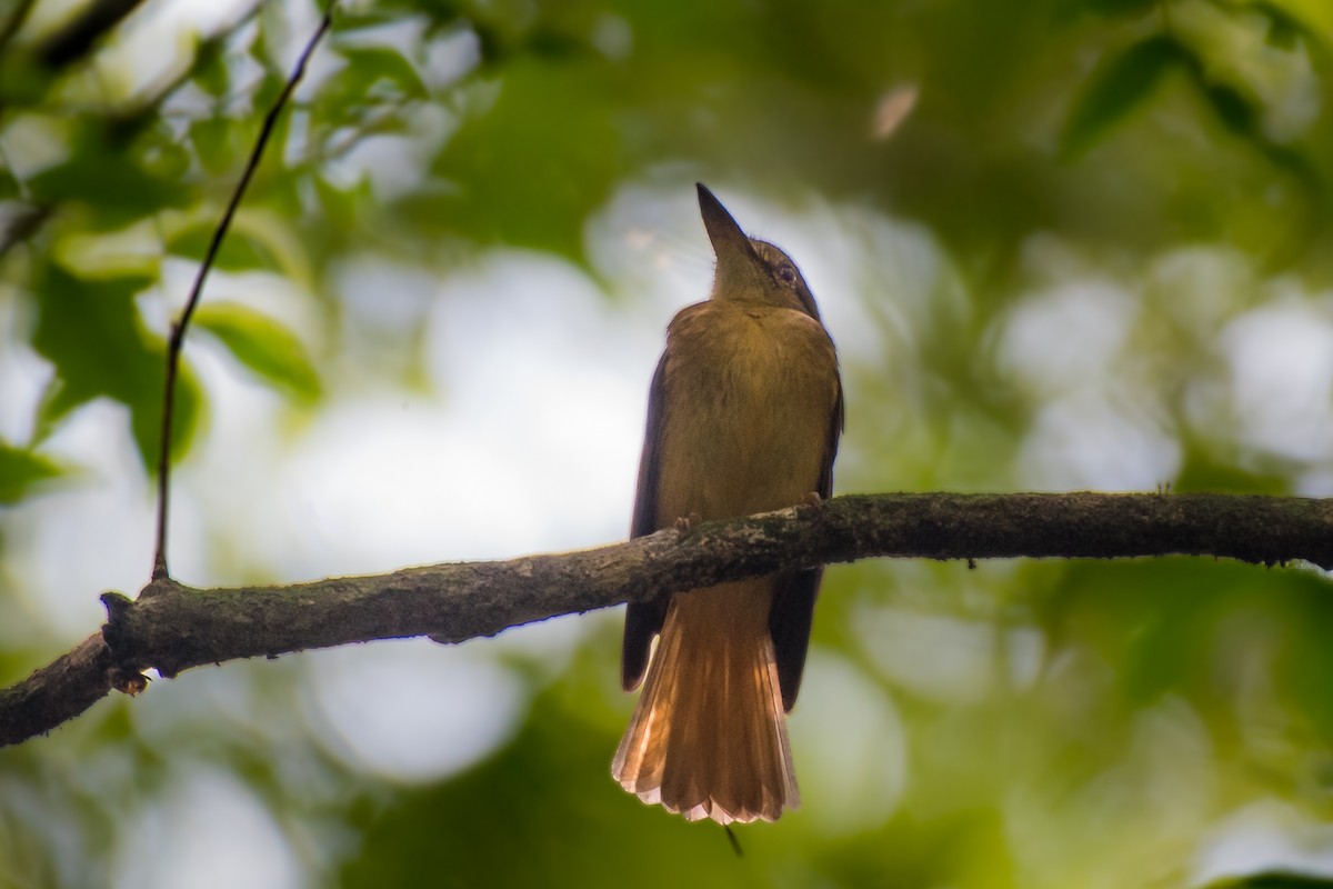 Tropical Royal Flycatcher - ML628998100