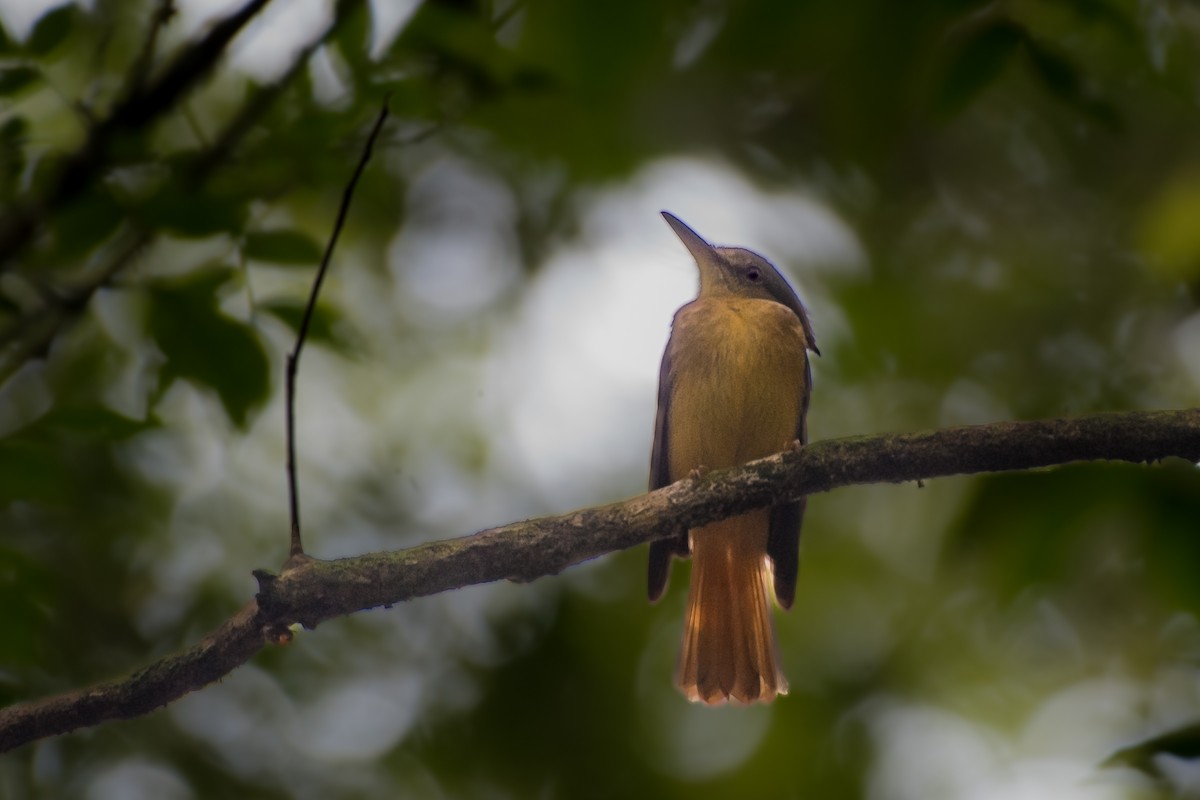 Tropical Royal Flycatcher - ML628998101