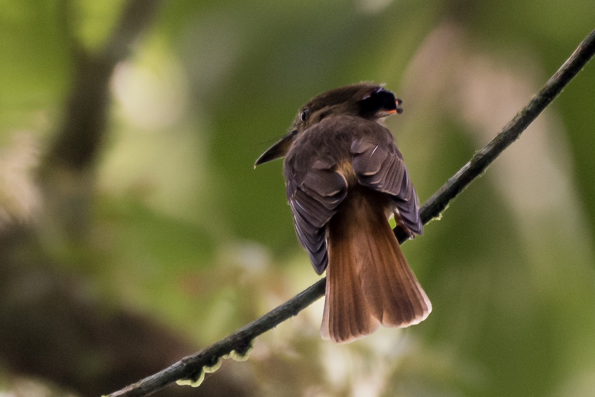 Tropical Royal Flycatcher - ML628998102