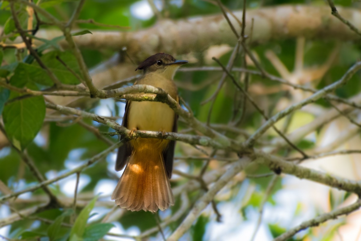 Tropical Royal Flycatcher - ML628998103