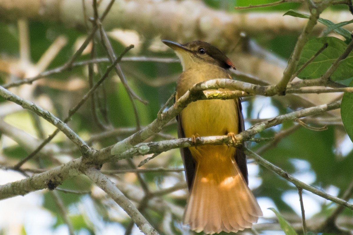 Tropical Royal Flycatcher - ML628998104