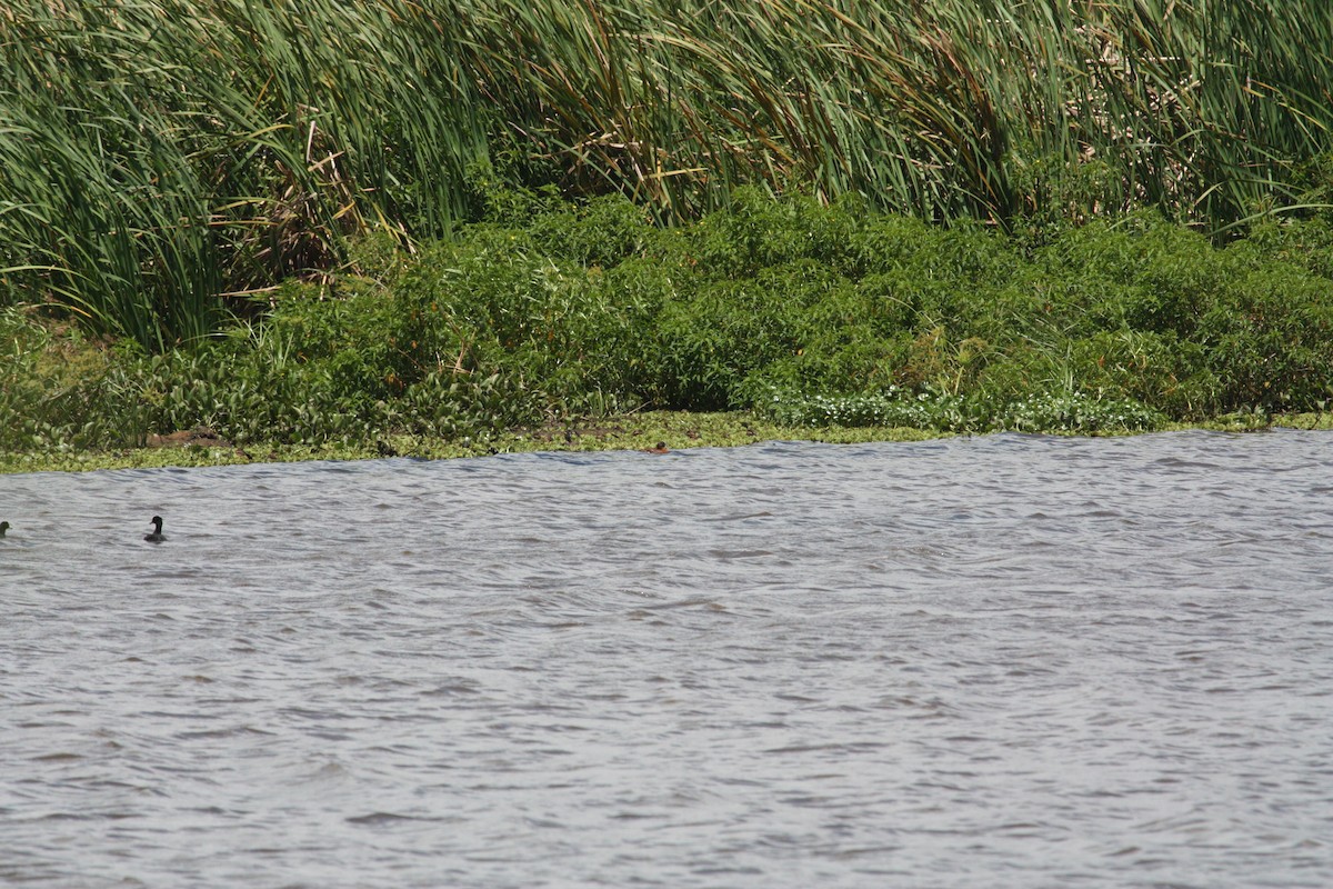 Masked Duck - ML628998293