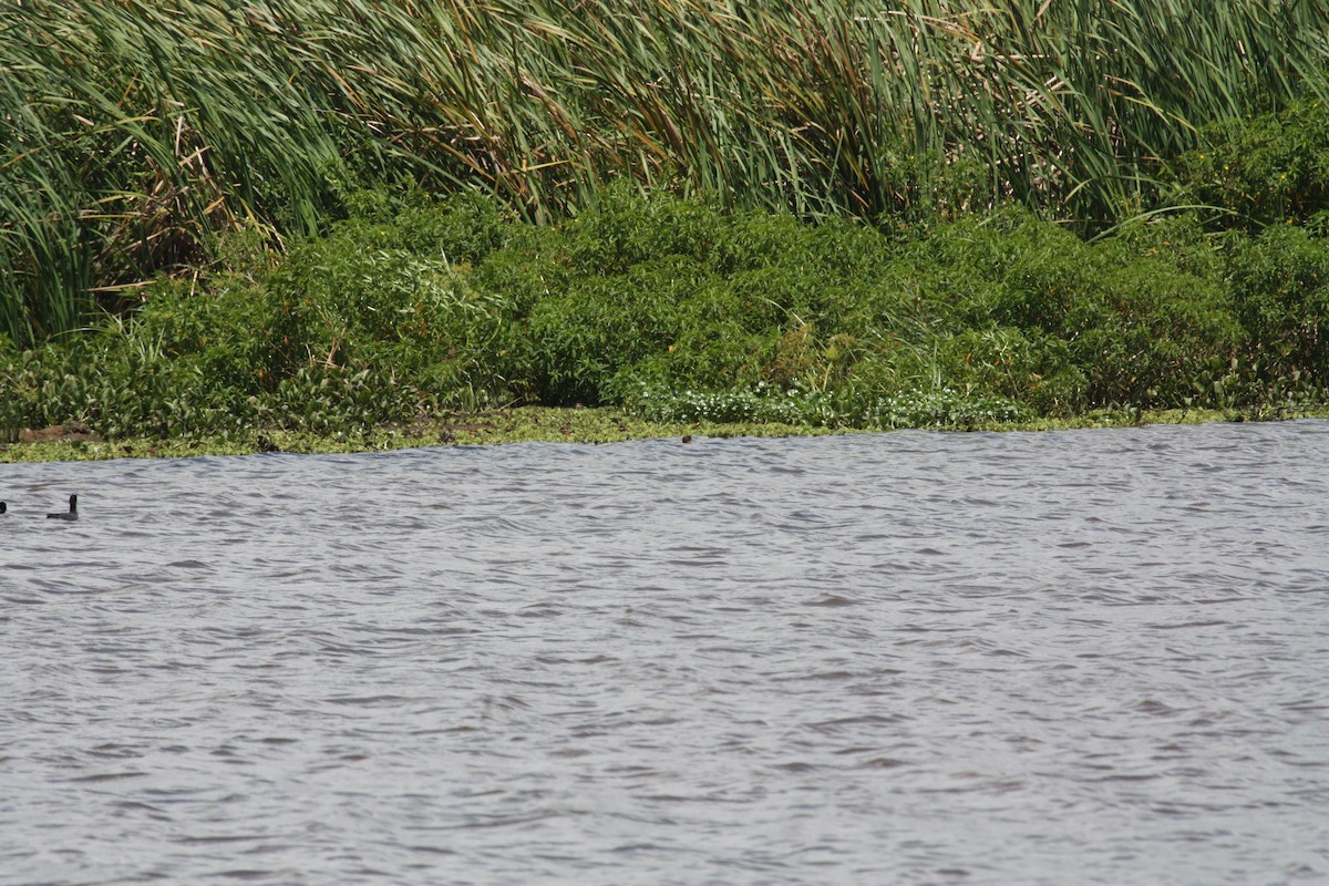 Masked Duck - ML628998310