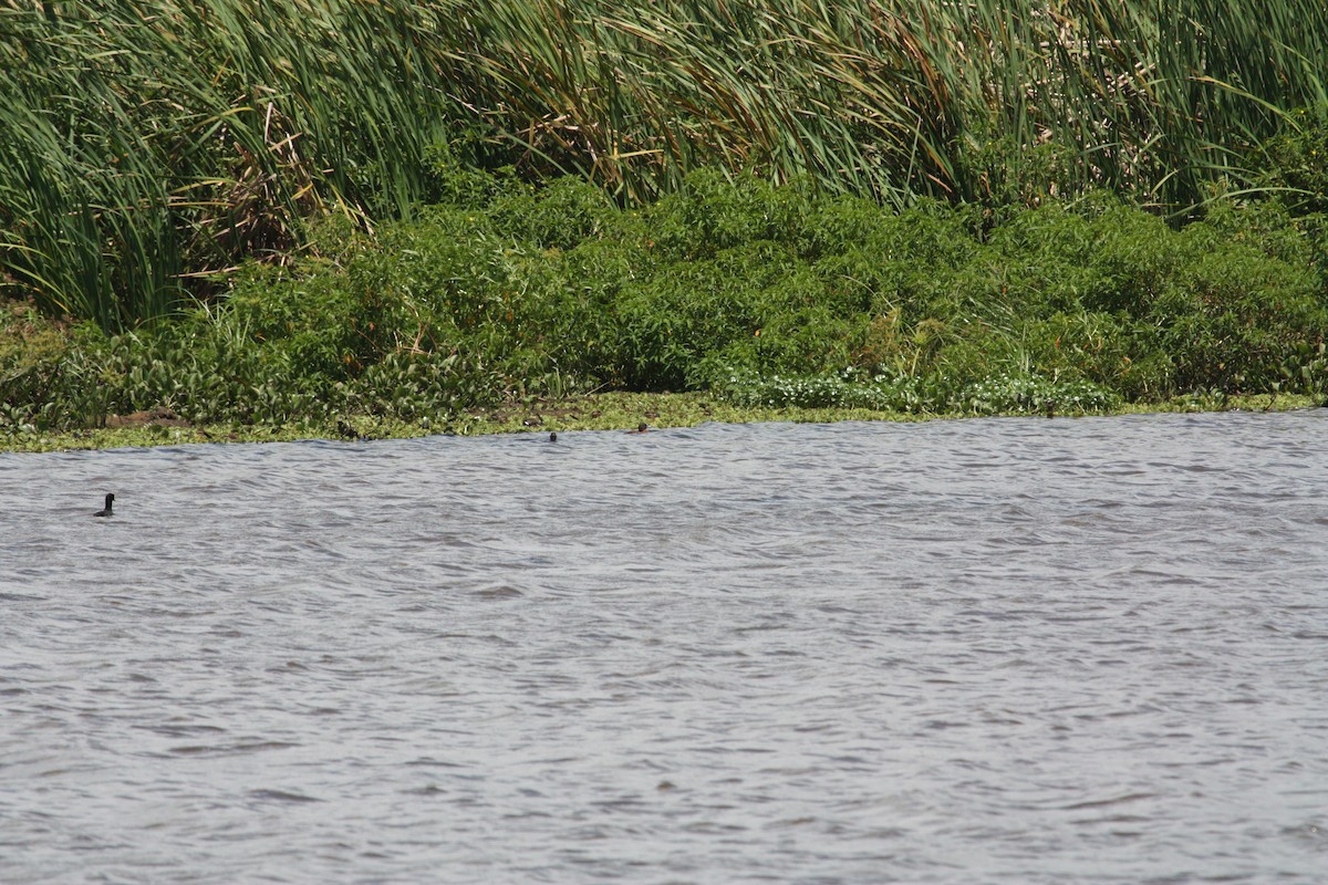 Masked Duck - ML628998311