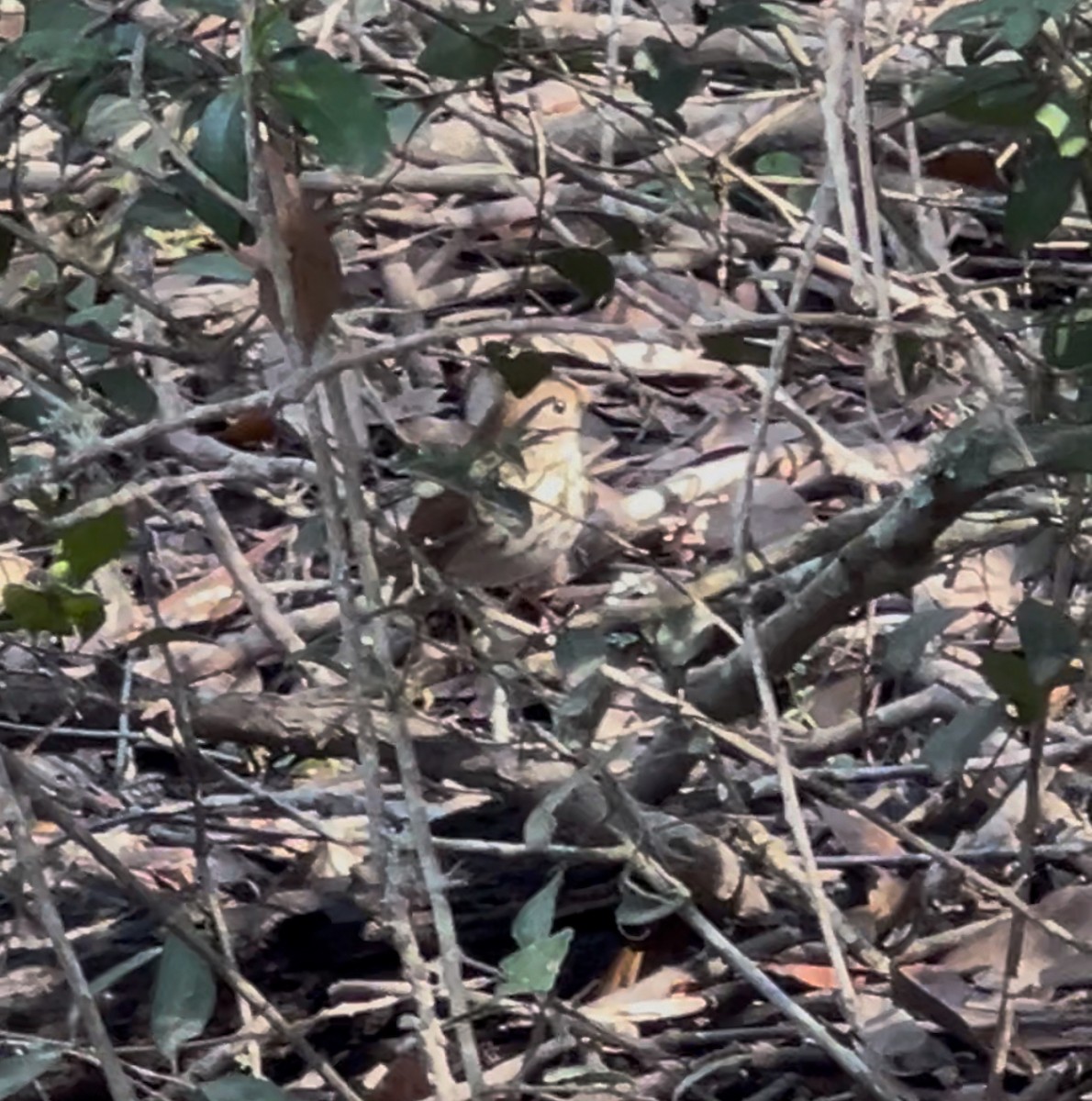 Hermit Thrush - ML628998324