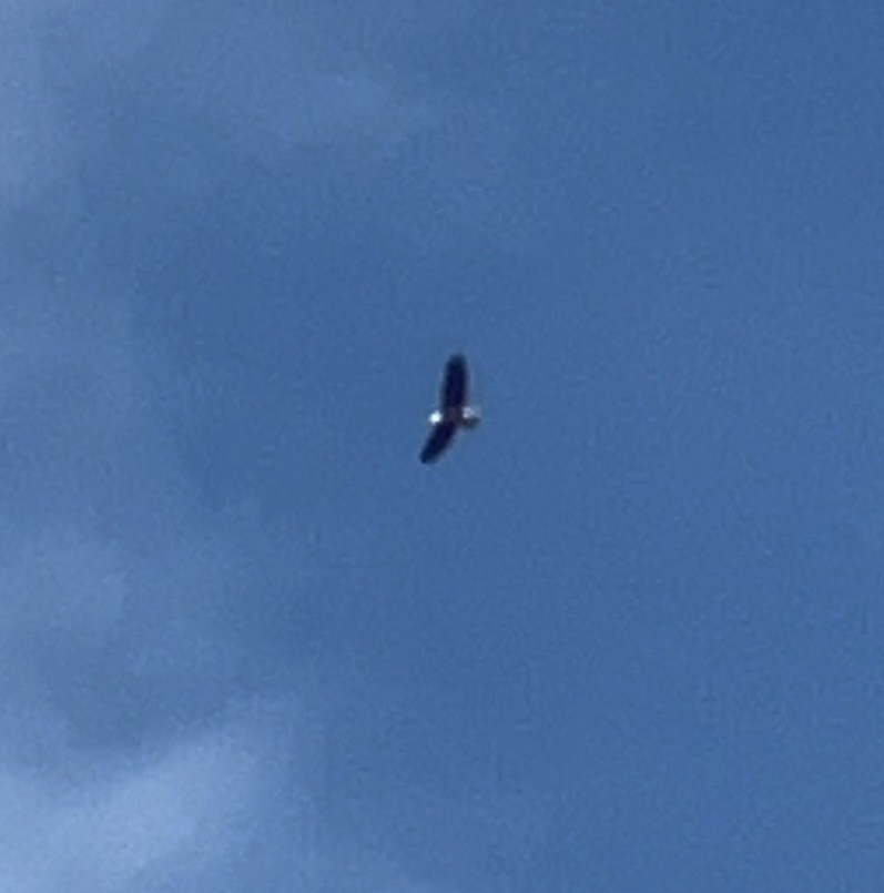 Bald Eagle - ML628998362