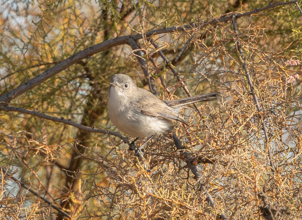 California Gnatcatcher - ML628998445