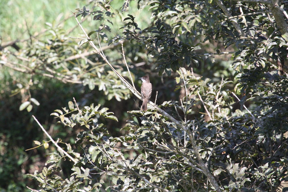 Loggerhead Kingbird - ML628998480