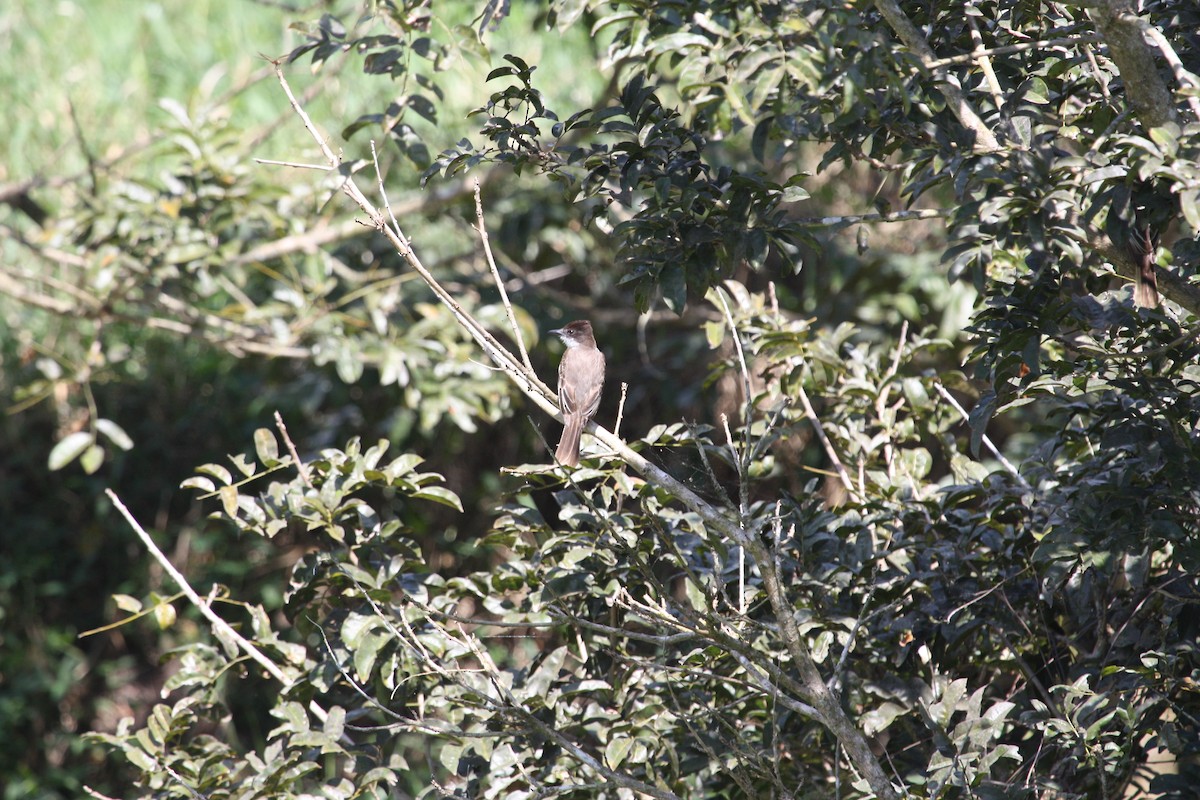 Loggerhead Kingbird - ML628998481