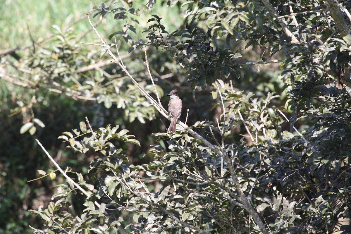 Loggerhead Kingbird - ML628998482