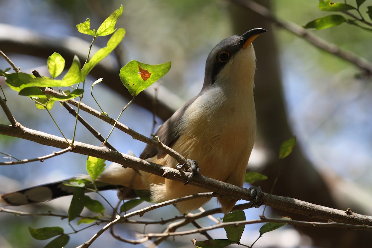 Mangrove Cuckoo - ML628998549