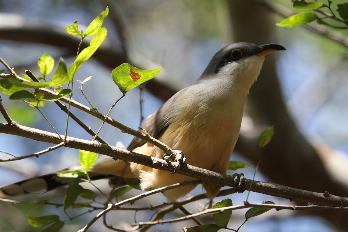 Mangrove Cuckoo - ML628998550