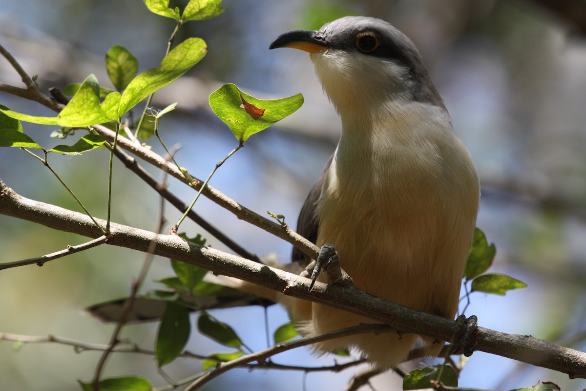 Mangrove Cuckoo - ML628998551