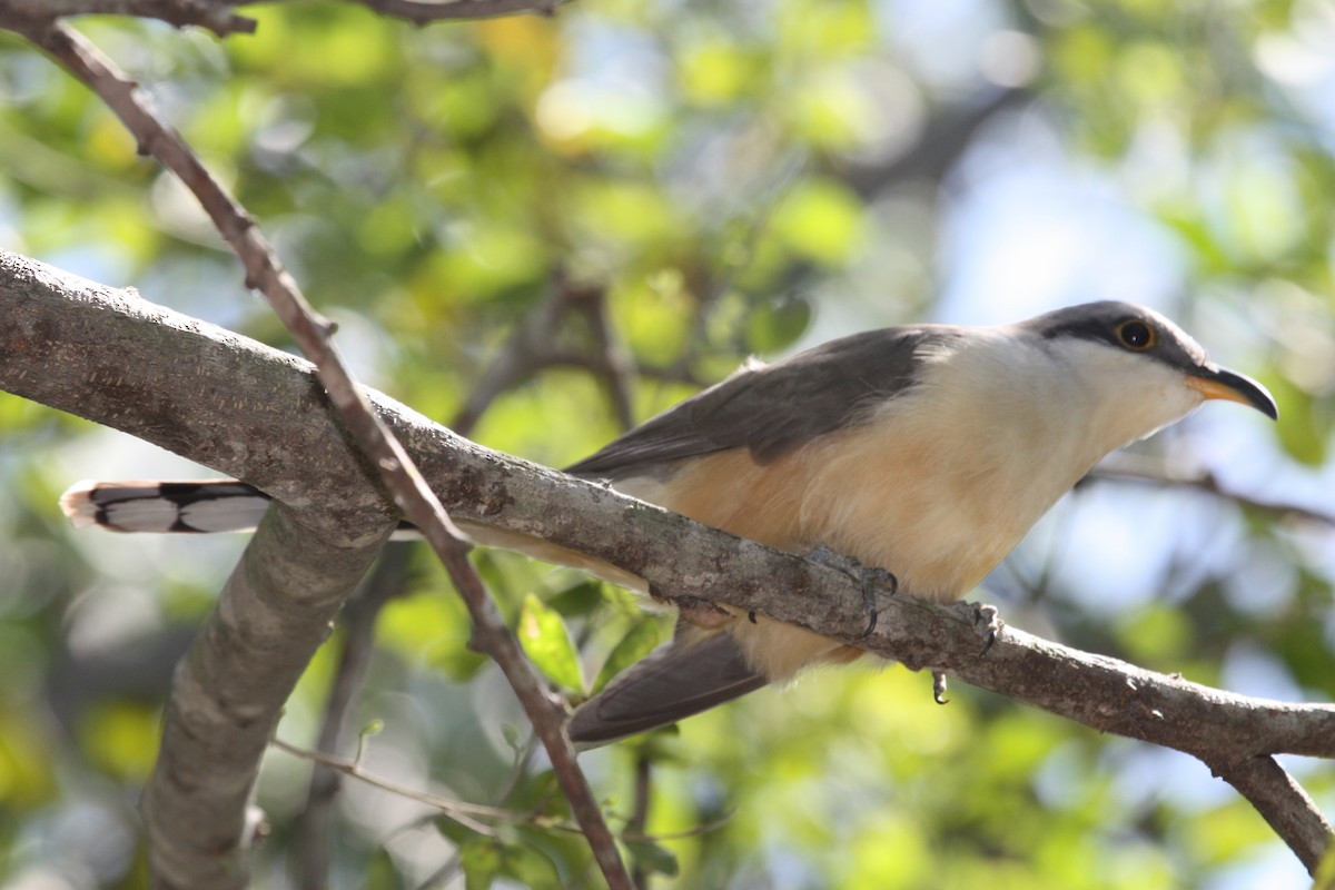Mangrove Cuckoo - ML628998553