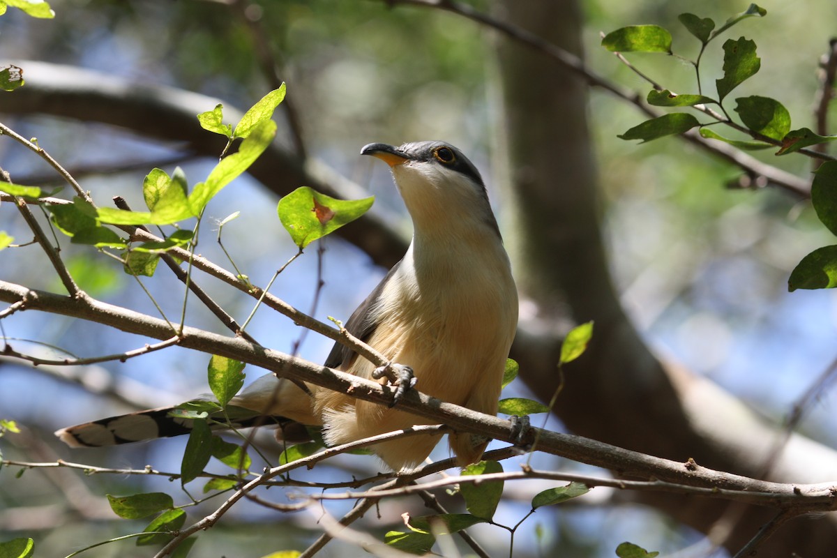 Mangrove Cuckoo - ML628998556