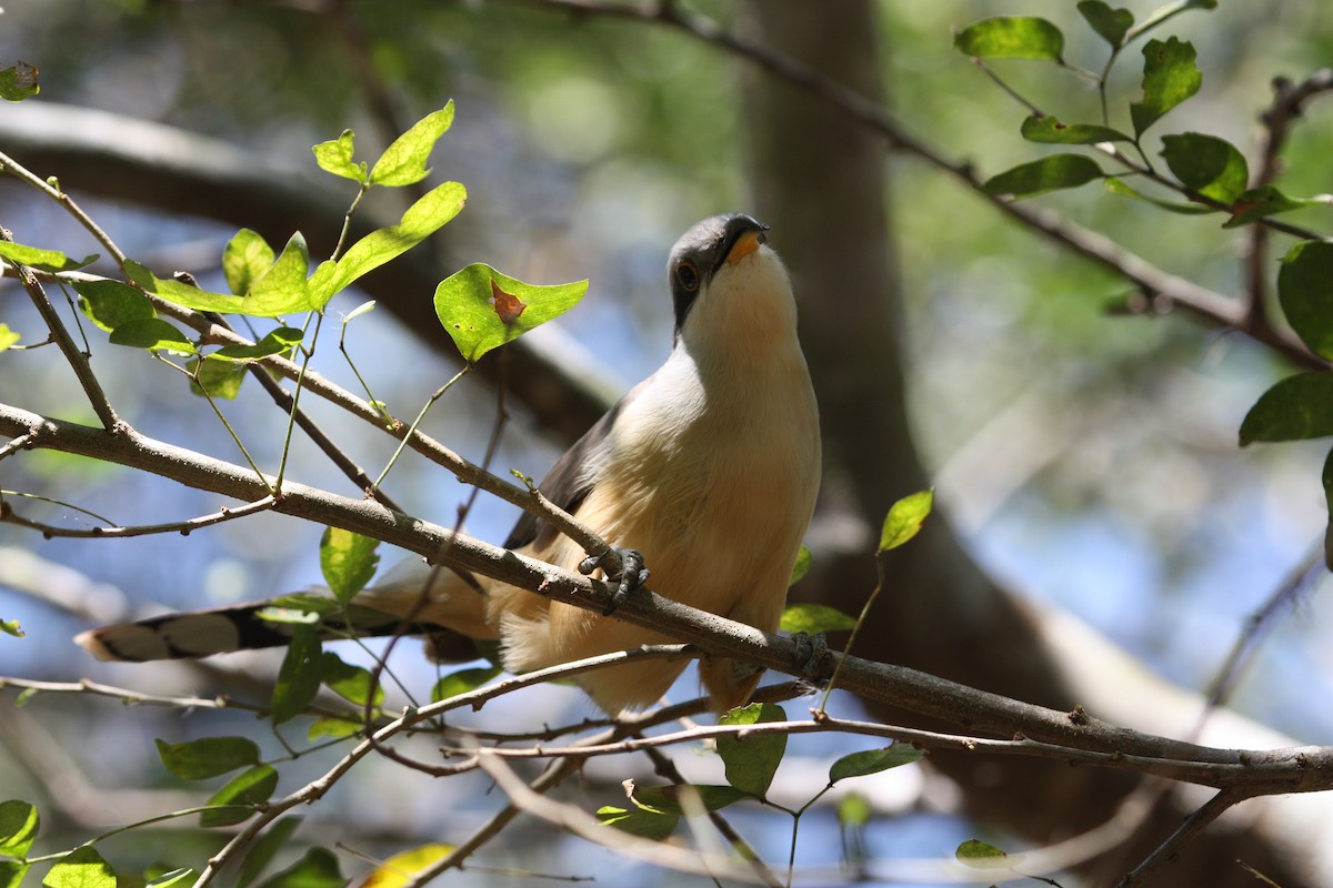 Mangrove Cuckoo - ML628998558
