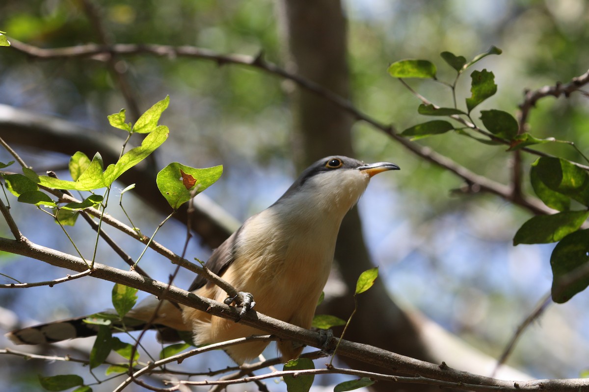 Mangrove Cuckoo - ML628998561