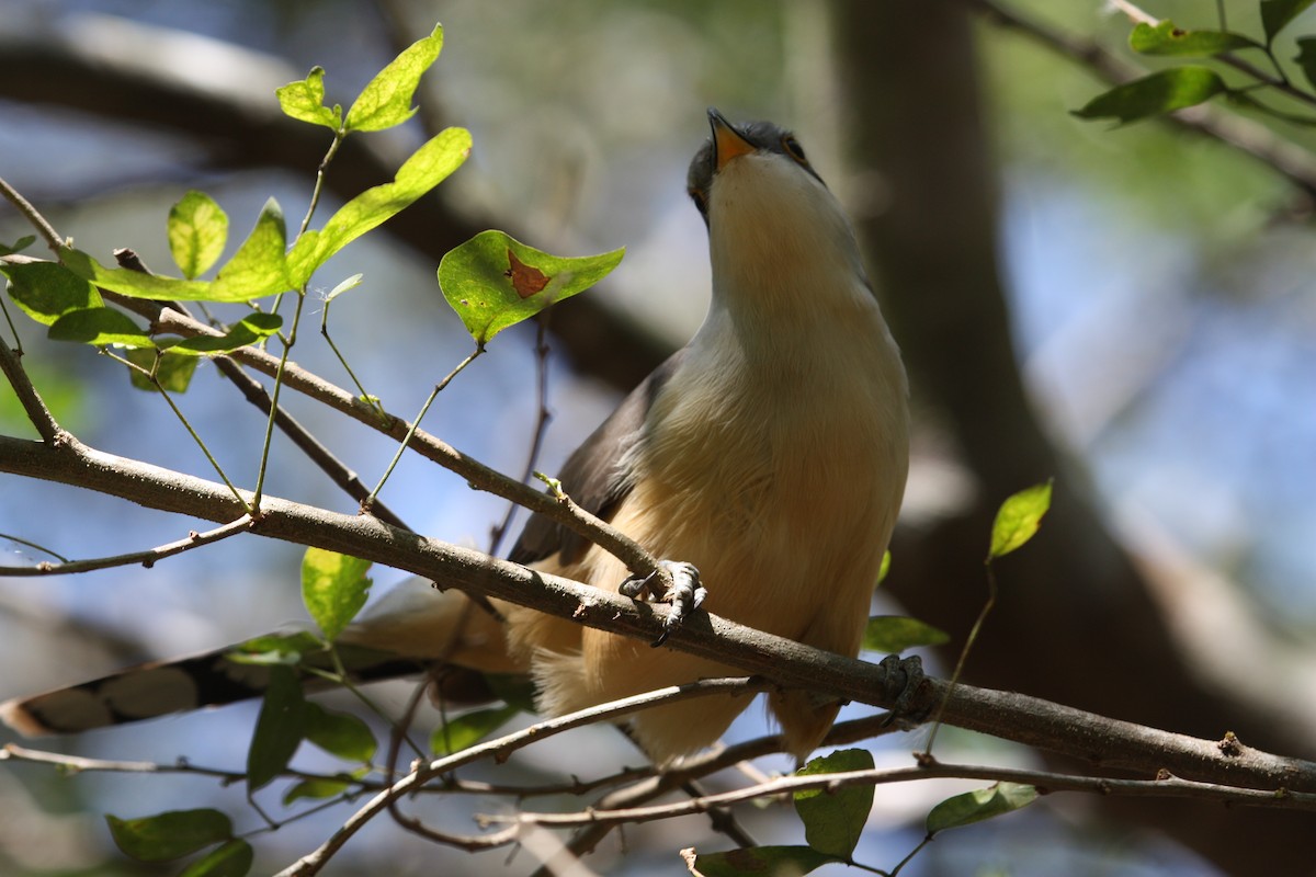 Mangrove Cuckoo - ML628998562