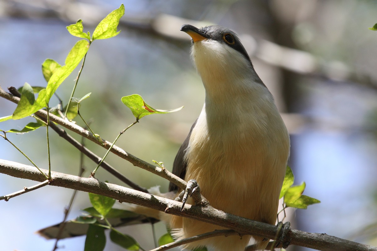 Mangrove Cuckoo - ML628998564
