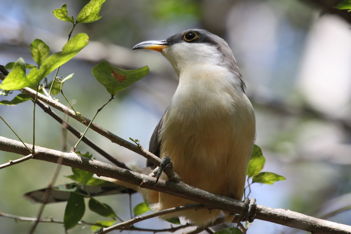 Mangrove Cuckoo - ML628998565