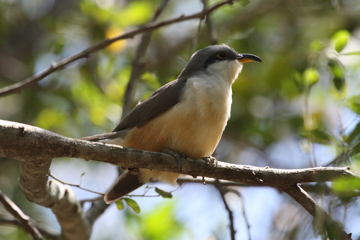 Mangrove Cuckoo - ML628998566