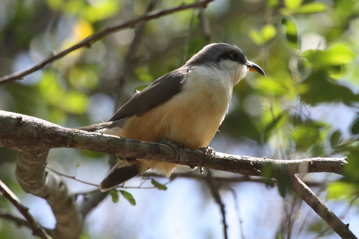 Mangrove Cuckoo - ML628998567