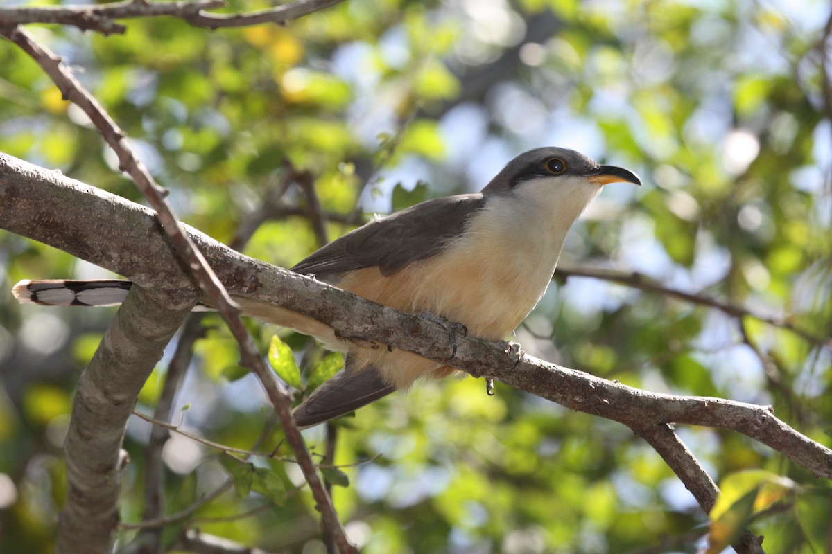 Mangrove Cuckoo - ML628998569