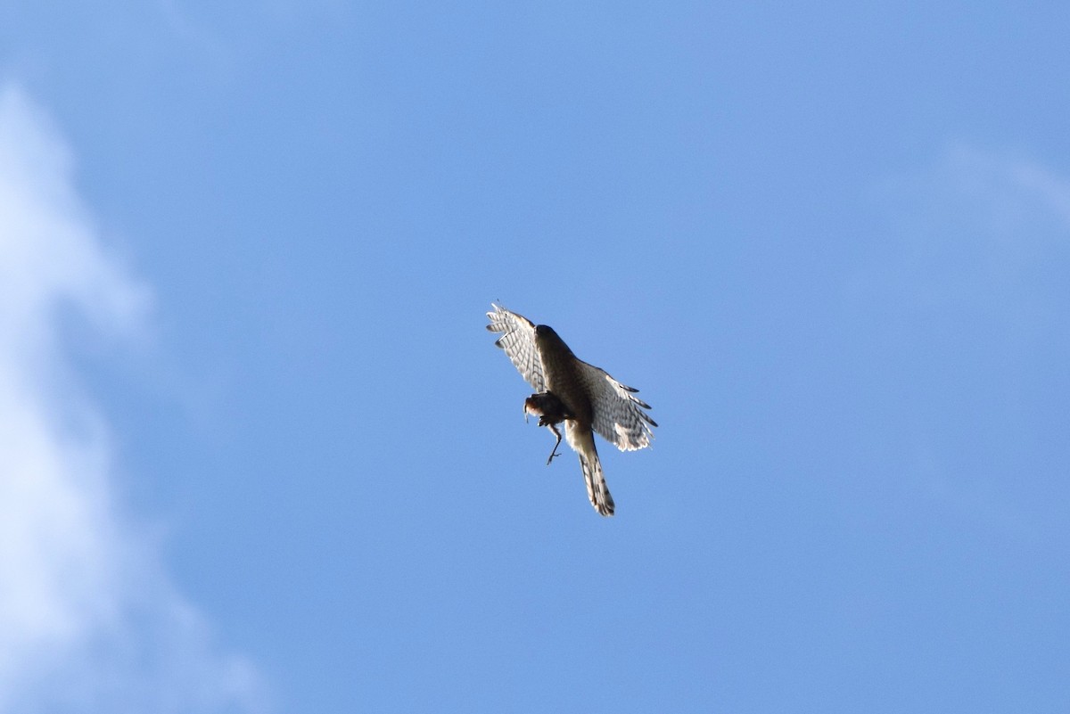 Cooper's Hawk - ML62899861