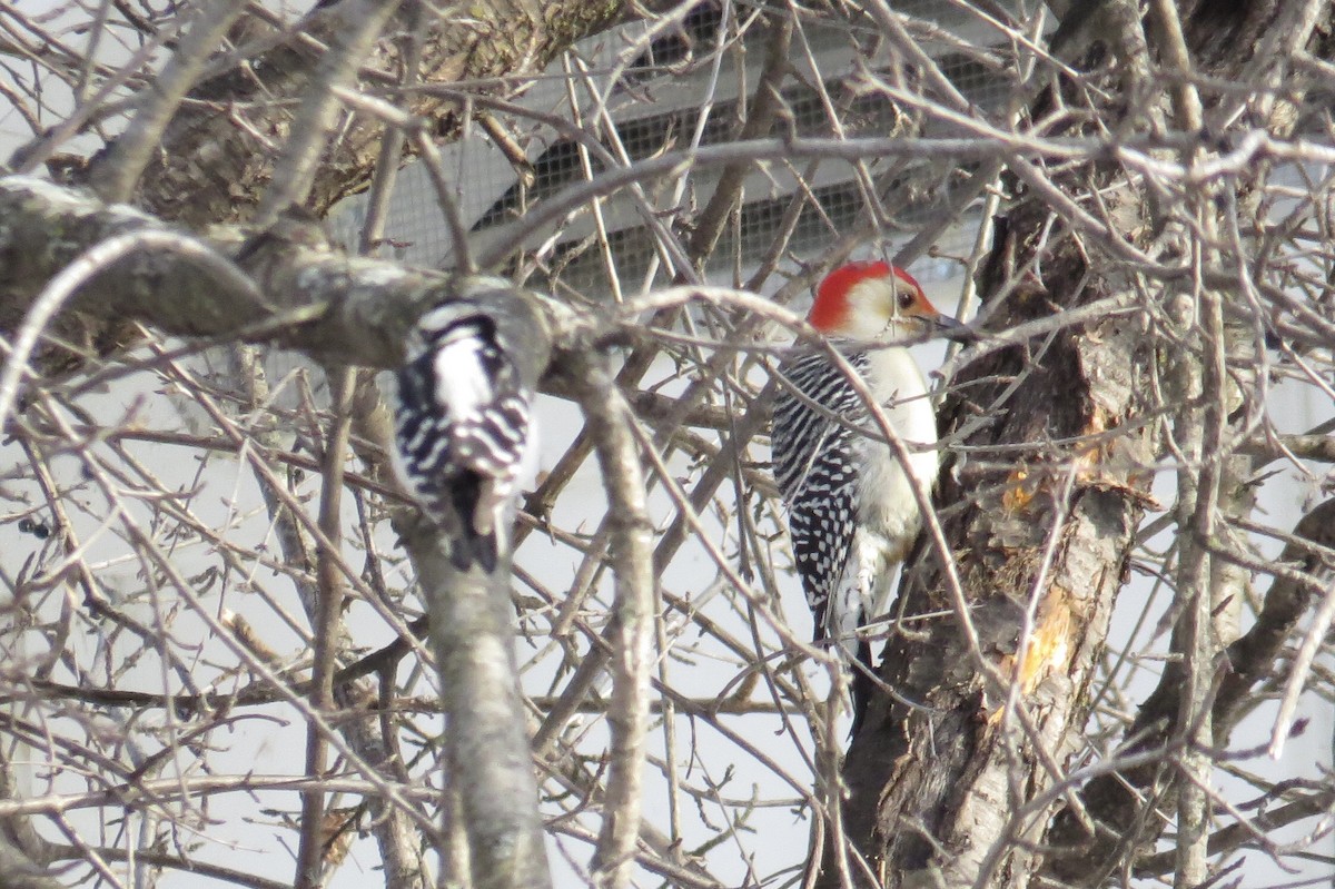 Red-bellied Woodpecker - ML628998615