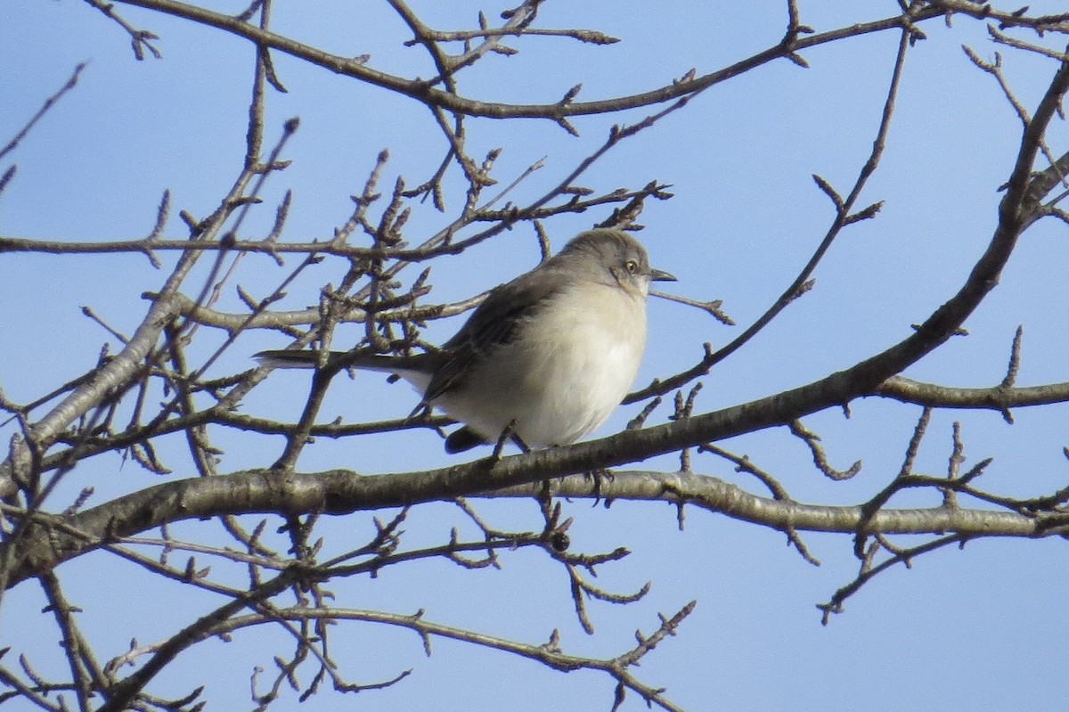 Northern Mockingbird - ML628998629