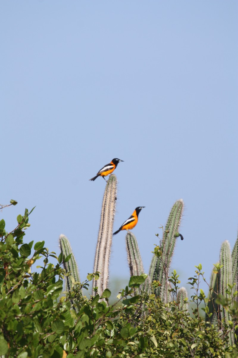 Venezuelan Troupial - ML628998789