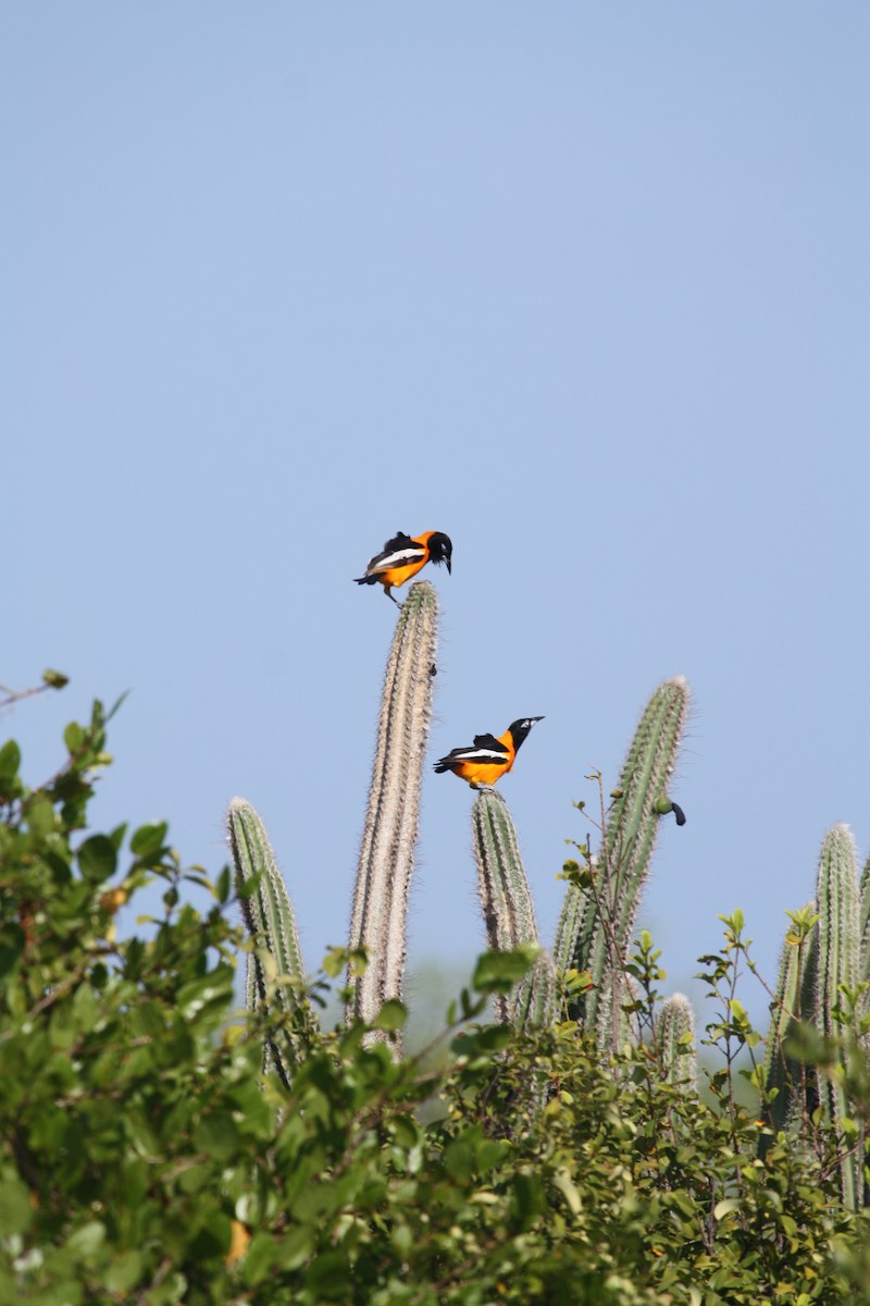 Venezuelan Troupial - ML628998790