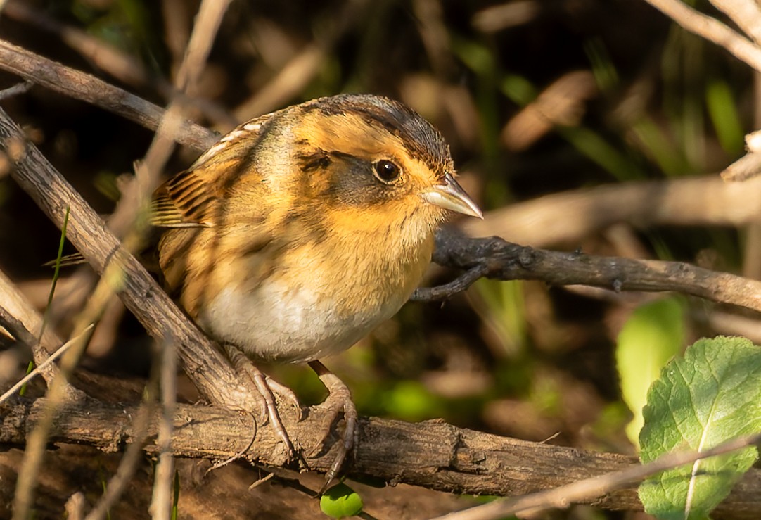 Nelson's Sparrow - ML628998854