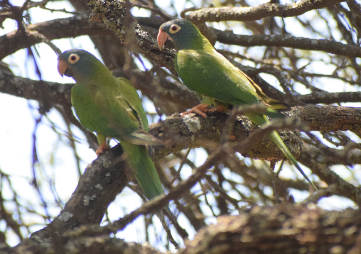 Blue-crowned Parakeet - ML628998873