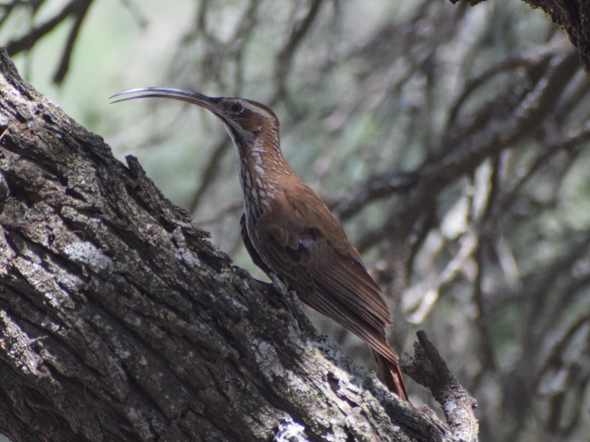 Scimitar-billed Woodcreeper - ML628998885