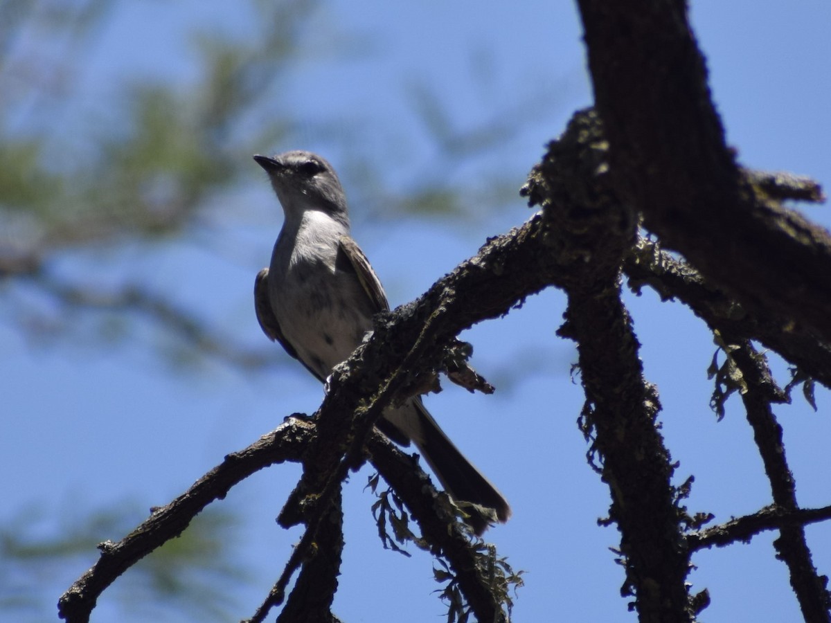 Suiriri Flycatcher - ML628998902