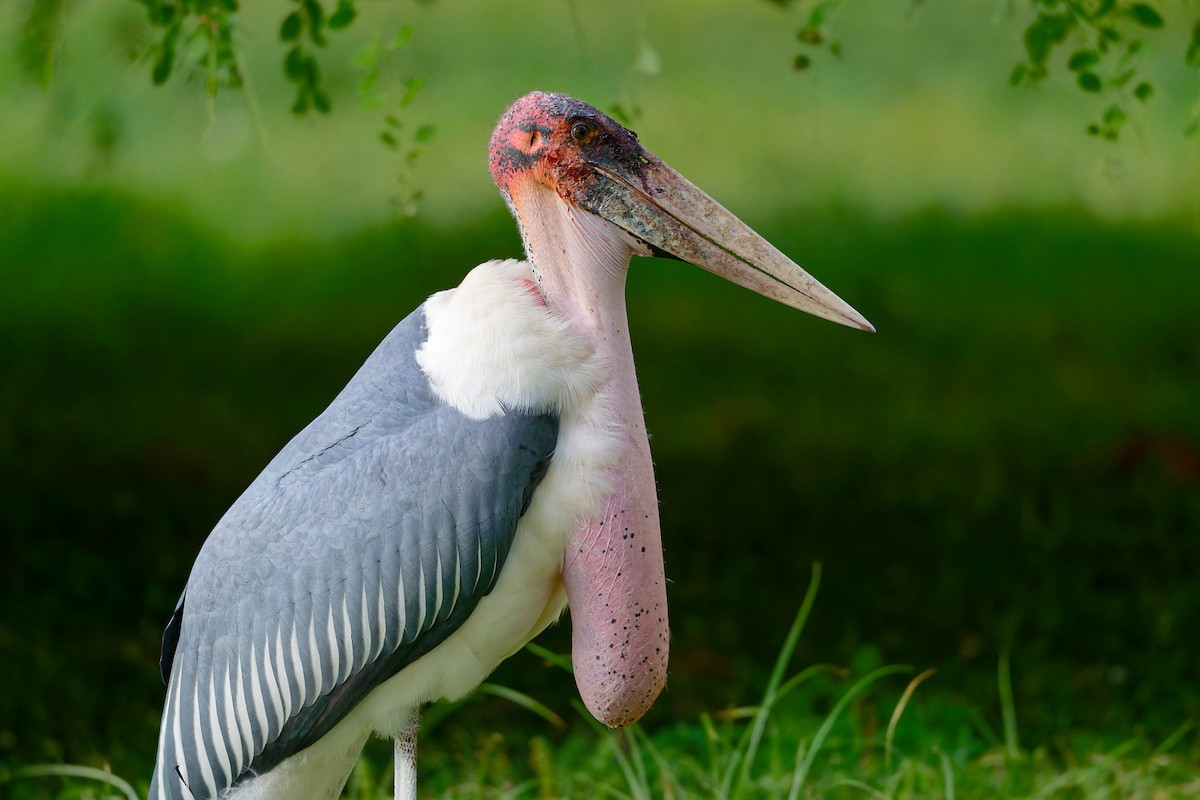 Marabou Stork - ML628998961