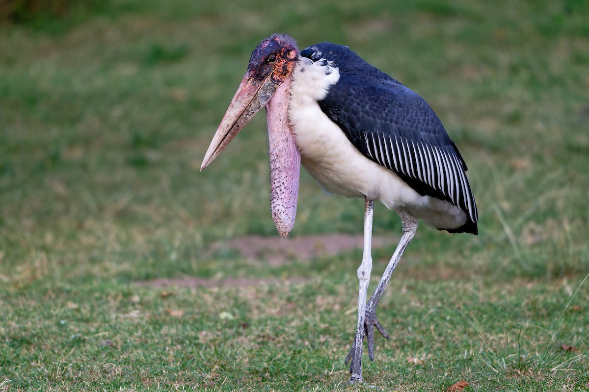 Marabou Stork - ML628998966