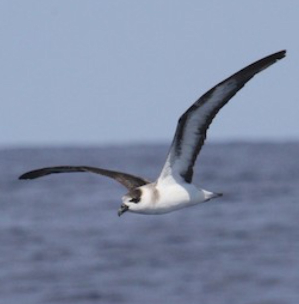 Black-capped Petrel - ML628999013