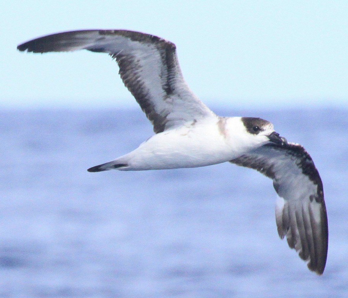 Black-capped Petrel - ML628999014