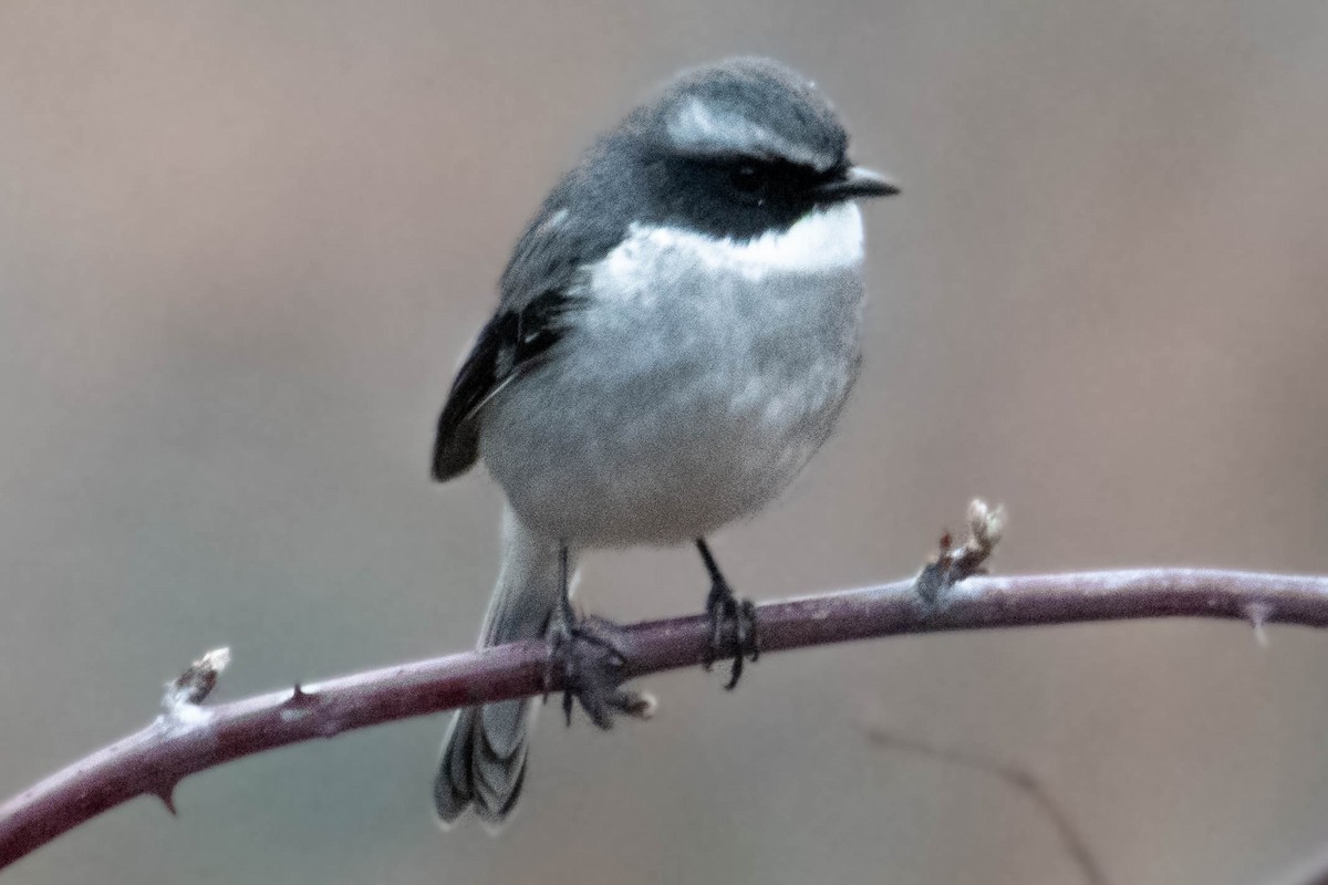 Gray Bushchat - ML628999115