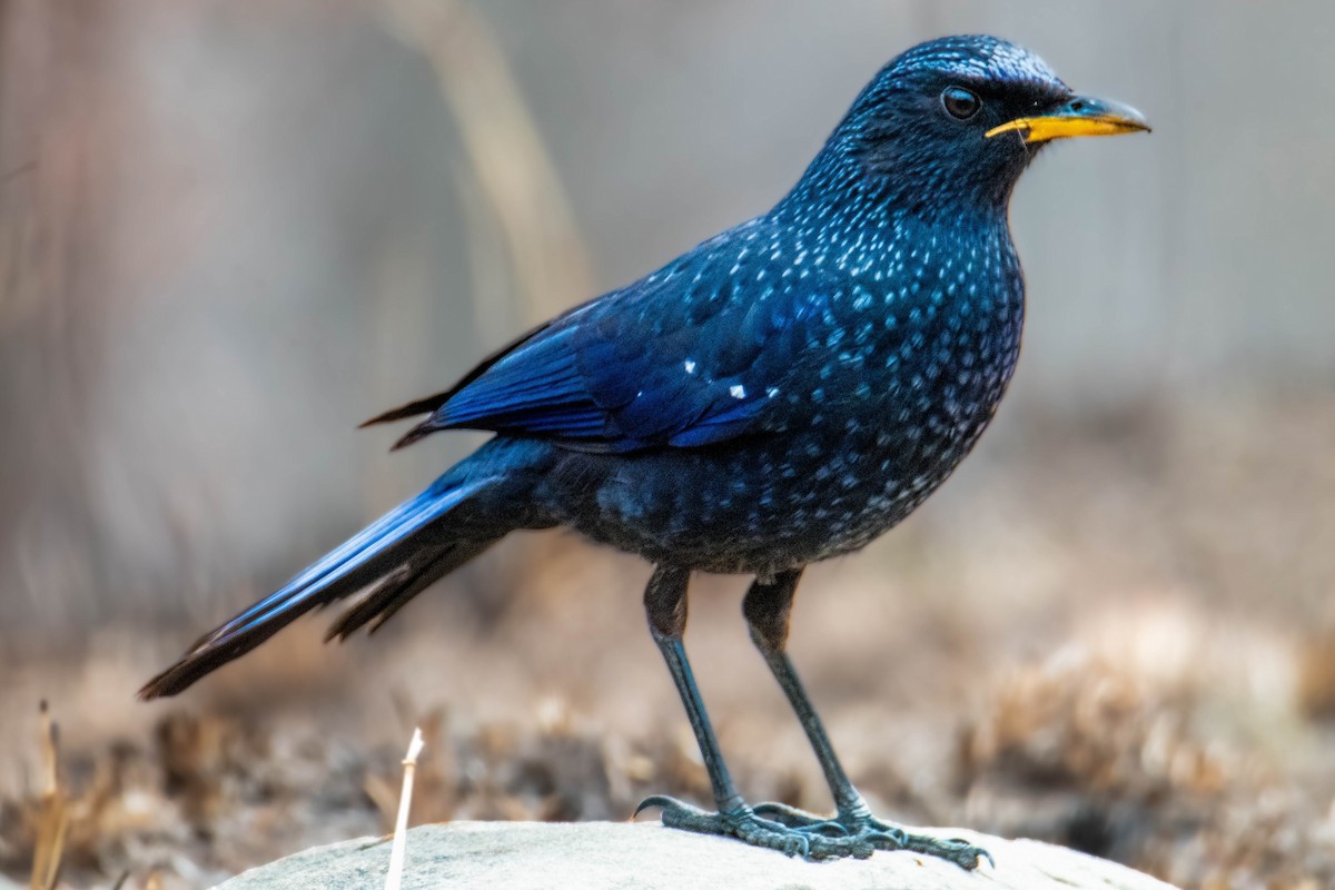 Blue Whistling-Thrush - ML628999211