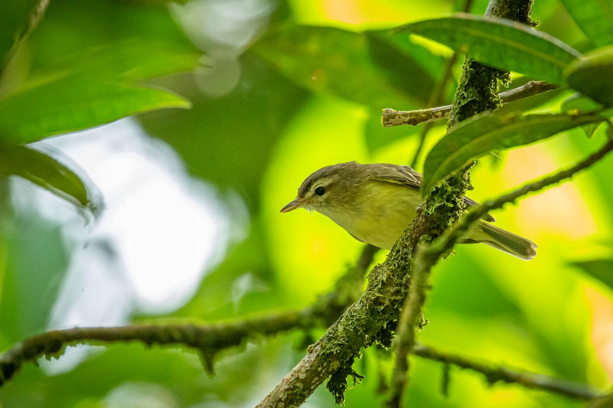 Brown-capped Vireo - ML628999220