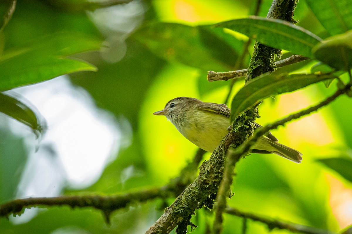 Brown-capped Vireo - ML628999221