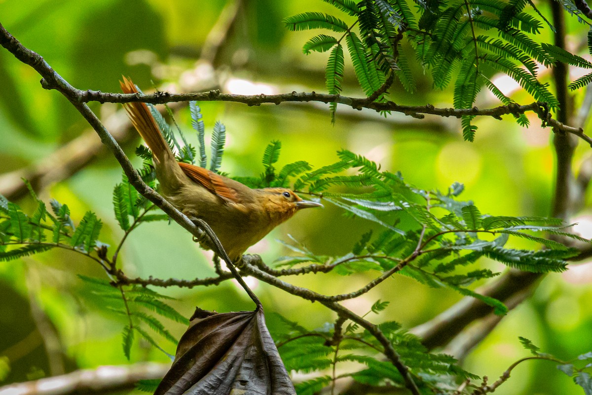 Buff-fronted Foliage-gleaner - ML628999251