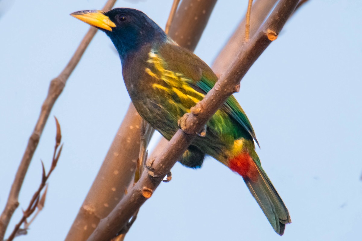 Great Barbet - ML628999485