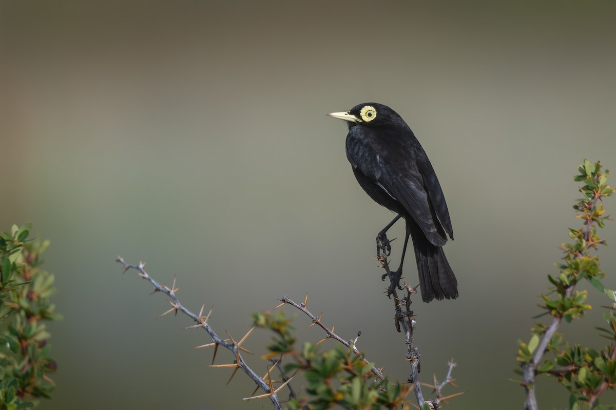 Spectacled Tyrant - ML628999539